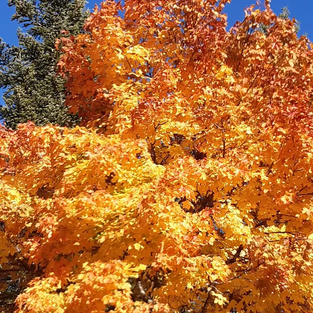 Atelier d'expression_Villard-de-Lans