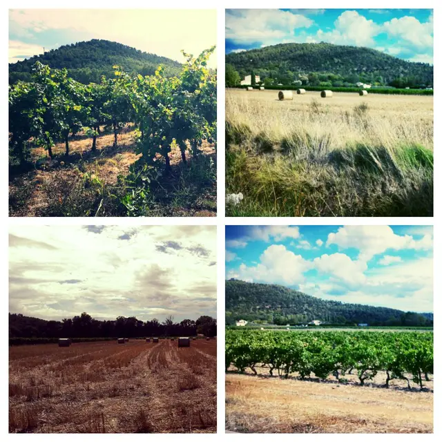 Domaine de la sauvebonne vin hyeres