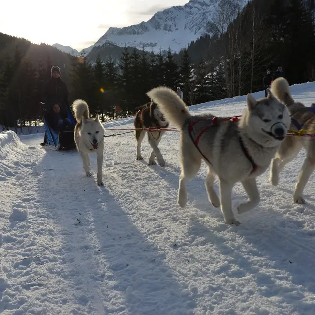 Randonnée en traîneau à chiens