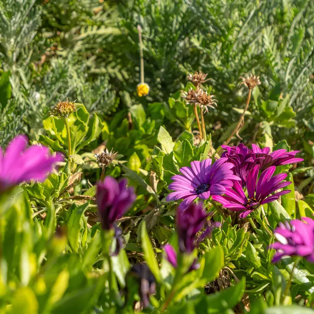 Une journée au jardin : troc boutures_Saint-Cyr-sur-Mer