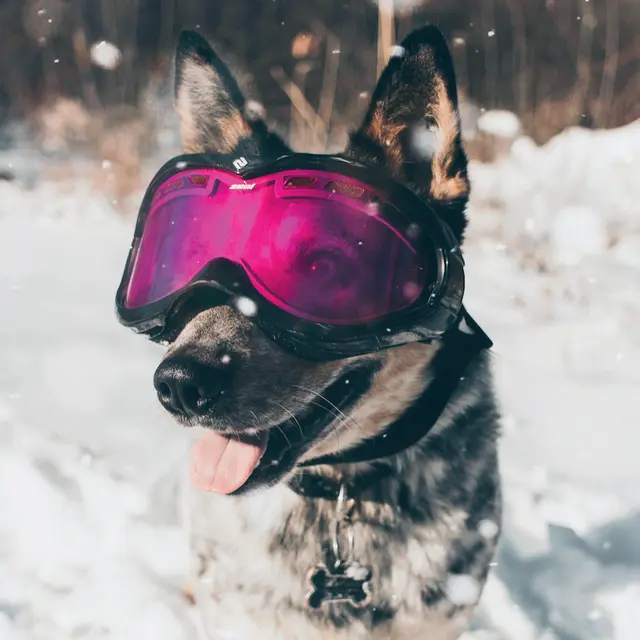Chiens heureux sous la neige - Val Dogs