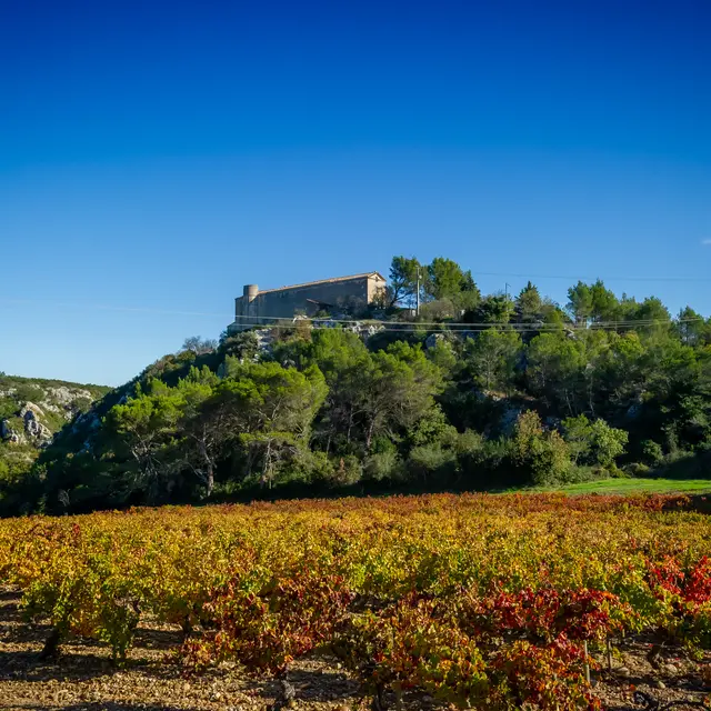 Vigne et vin : taille tôt, taille tard, rien ne vaut la taille de mars _Rochefort-du-Gard