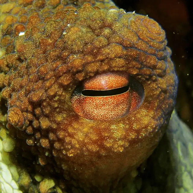 Eye of the Poulpi
