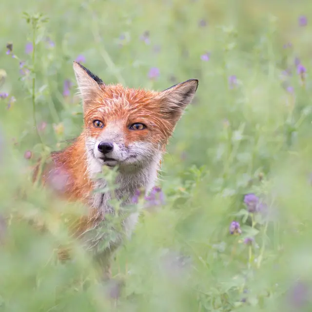 Animation nature: Dans la peau d'un animal_Ferney-Voltaire
