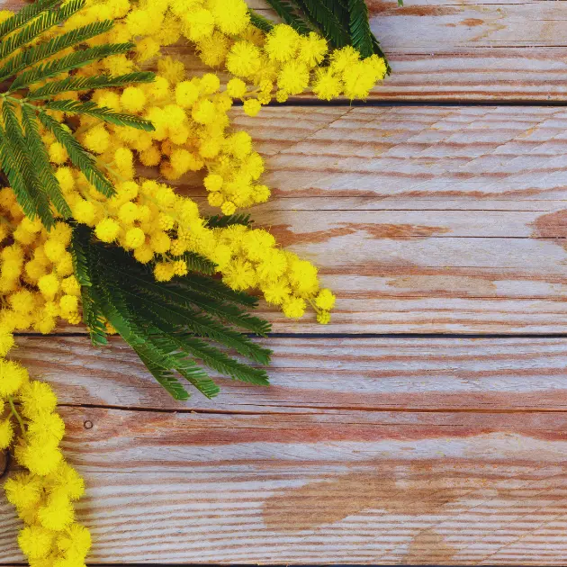 Marché du mimosa_Bormes-les-Mimosas