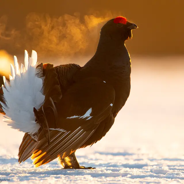 Une montagne à partager_Passy