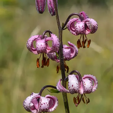 Le Sentier des vaches_Abriès-Ristolas