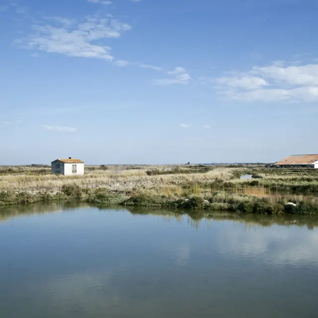 Chantier participatif dans les marais de Loix avec les écogardes_Loix
