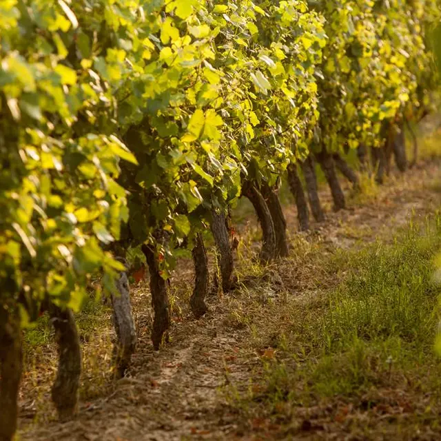 vignoble de Fronton - vignes