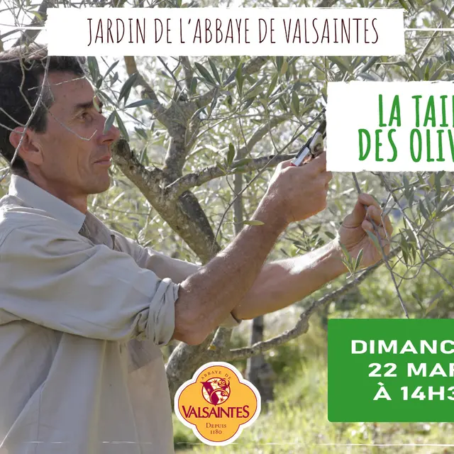 Conférence : La taille des oliviers_Simiane-la-Rotonde