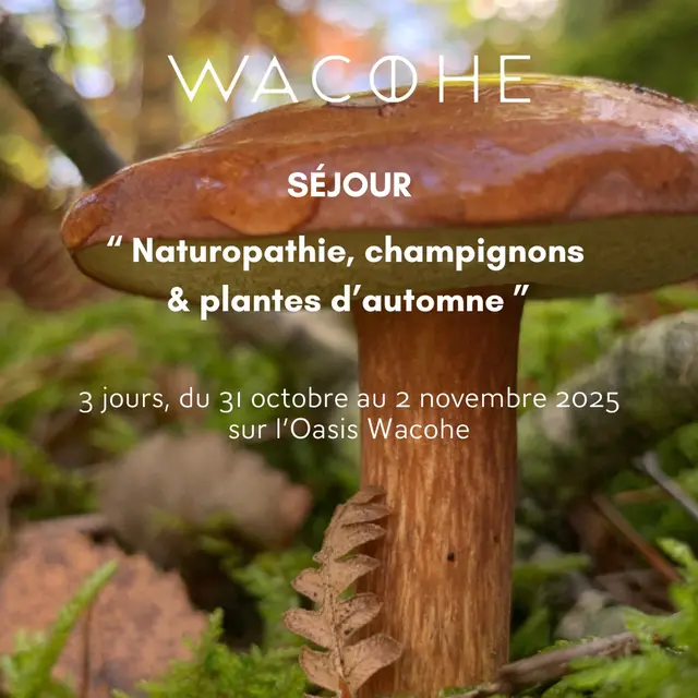 Séjour 'Naturopathie, champignons et plantes d'automne' - Wacohe_Mollans-sur-Ouvèze