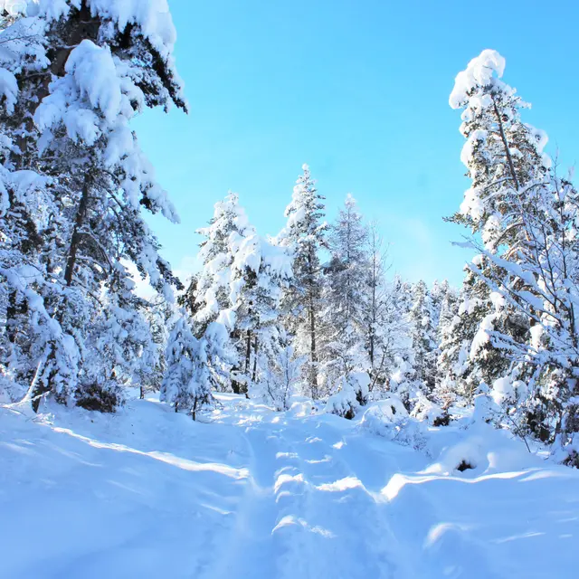 Raquettes Les Auréous