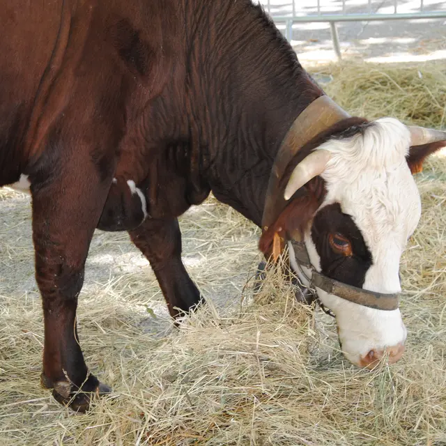Foire agricole de la Saint-Michel_Gardanne