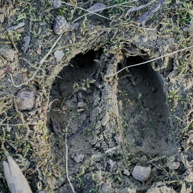 Initiation à la lecture des traces d’animaux - Festival du Film Nature_Saint-Gervais-les-Bains