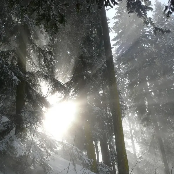 Dans la sérénité de la forêt