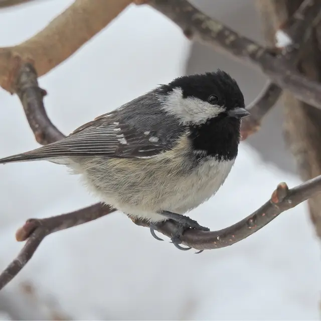 L'arrivée du printemps_Passy