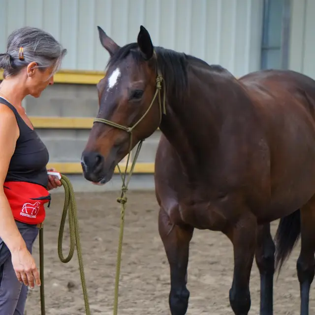 Initiation au clicker training avec le cheval_Saint-Pierre-de-Chartreuse