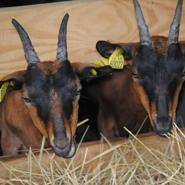 Les Biquettes de Broucelle