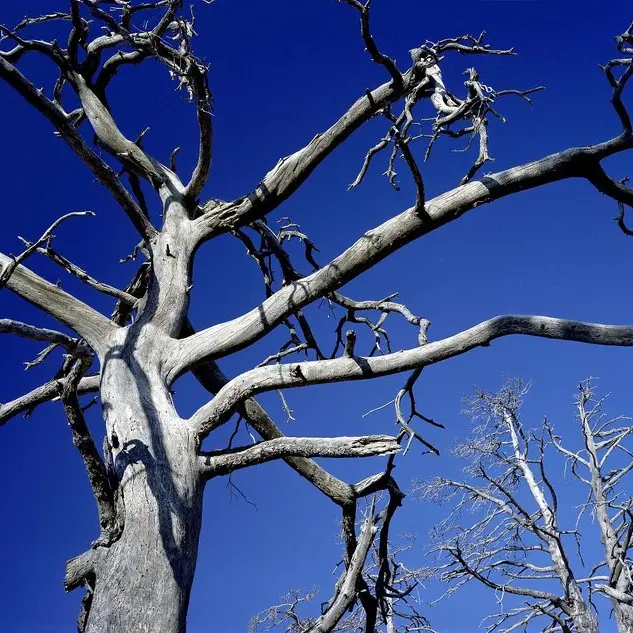 Arbres morts