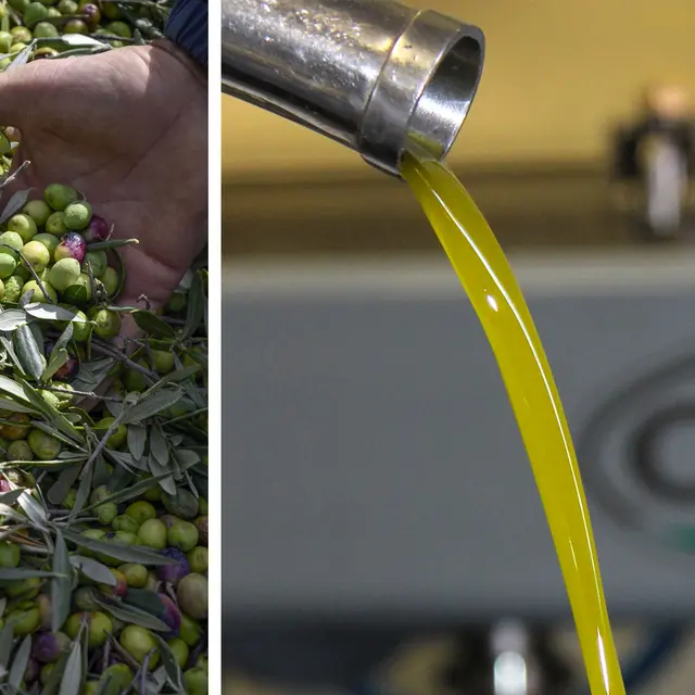 Moulin à l'huile d'olive