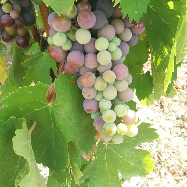 Itinéraire pédestre Pierrevert Vignes et chapelle St Patrice_Pierrevert