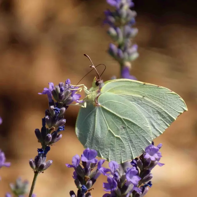 Papillons et lavandes_Sault