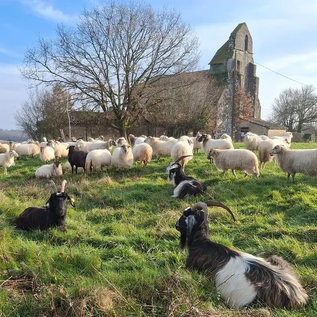 La l'Uby des Moutons_Cazaubon