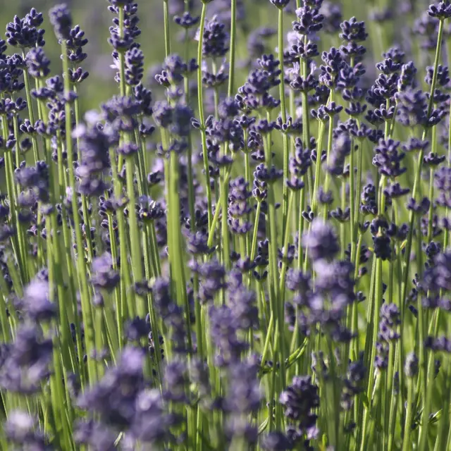 Vacances d'été aux musées : Say it with Lavender de Roxanne Maillet_Digne-les-Bains
