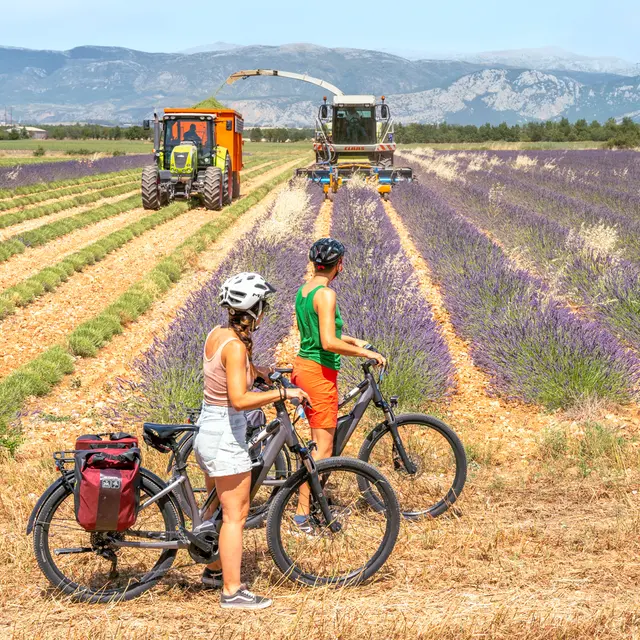 plateau de valensole