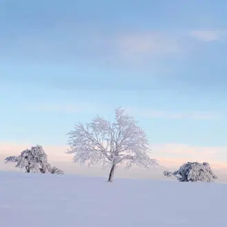 Photo nature hivernale