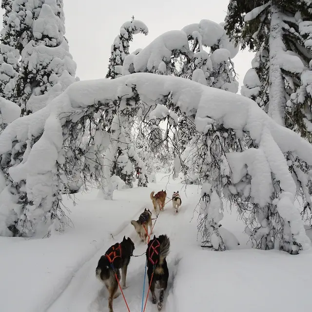 Chien de traineaux