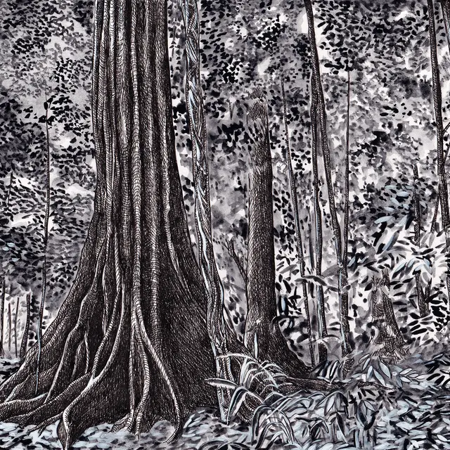 « Arbres-Mondes », dessin de la forêt du Corcovado, Costa Rica