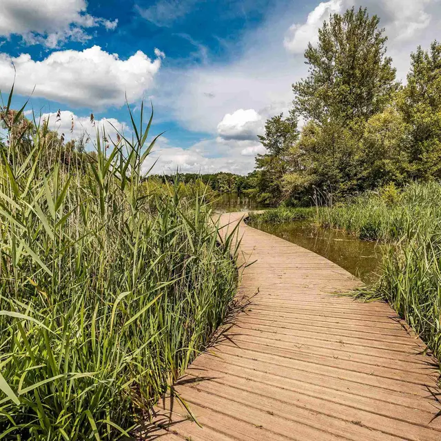Gravière aux Oiseaux - Balade des plantes sauvages_Mably