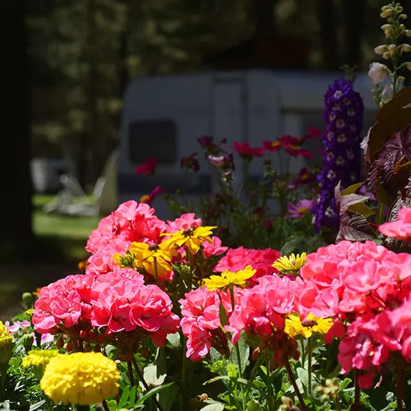 Camping Municipal ** Le Bois des Alberts