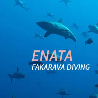 Enata Diving Center - Tahiti Tourisme