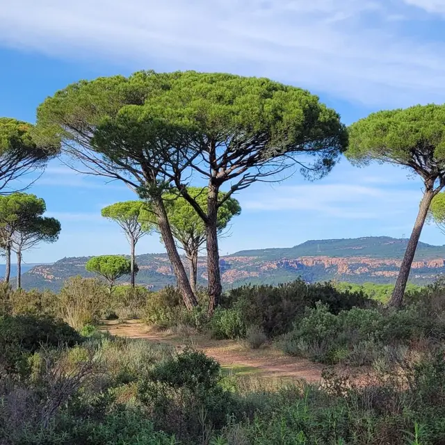 La vallée de l'Endre et ses pins parasols_Roquebrune-sur-Argens