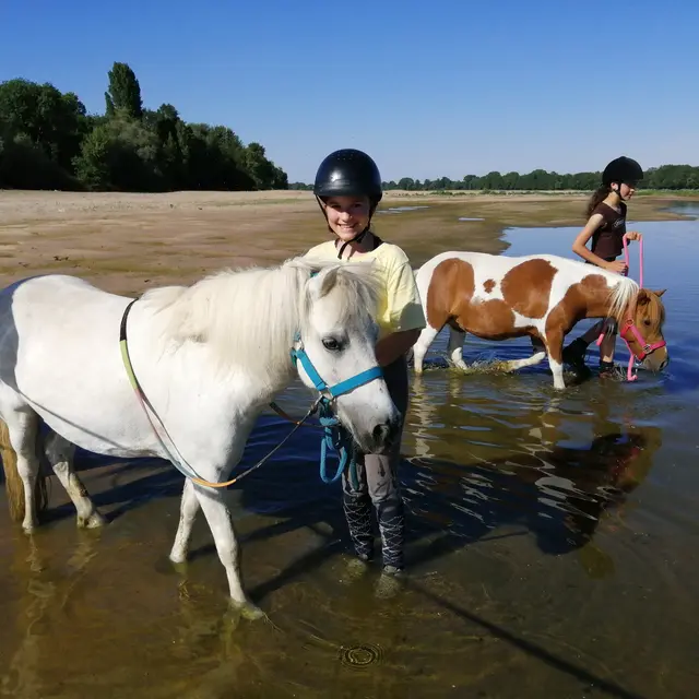 Poneys de Loire - Rafraichissement estival sur la plage de Béhuard