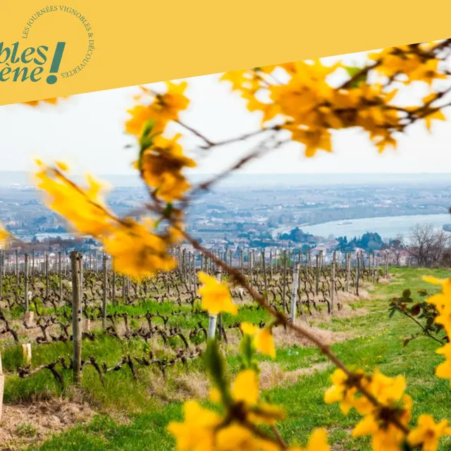 Découverte des plus belles parcelles du vignoble de la Maison M. CHAPOUTIER_Tain-l'Hermitage
