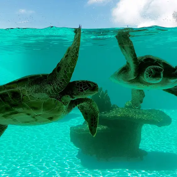 Aquarium des Lagons - Nouméa's Aquarium