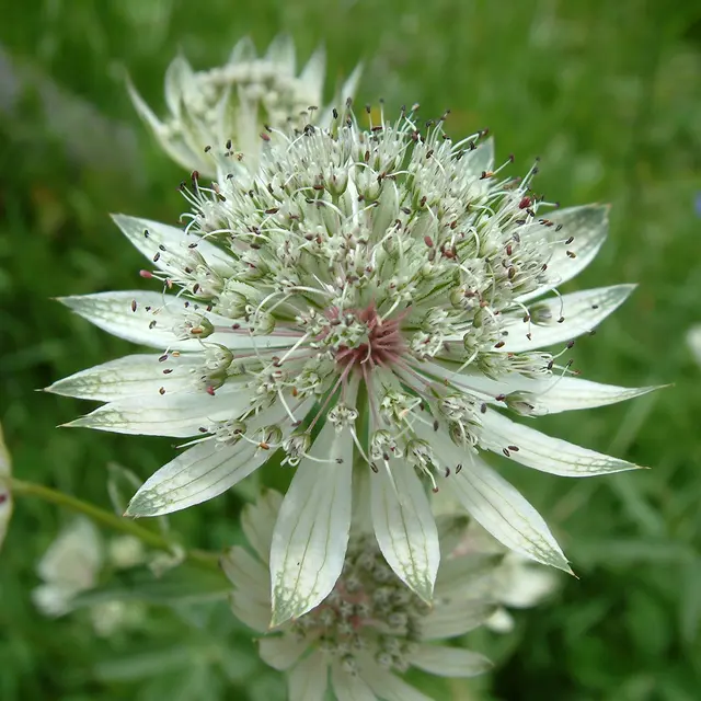 Journée botanique perfectionnement_Sallanches
