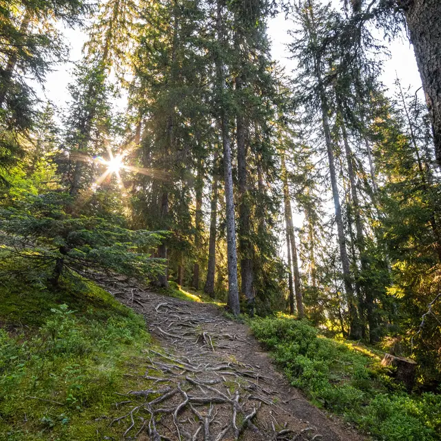 Bain de forêt en collectif_Megève