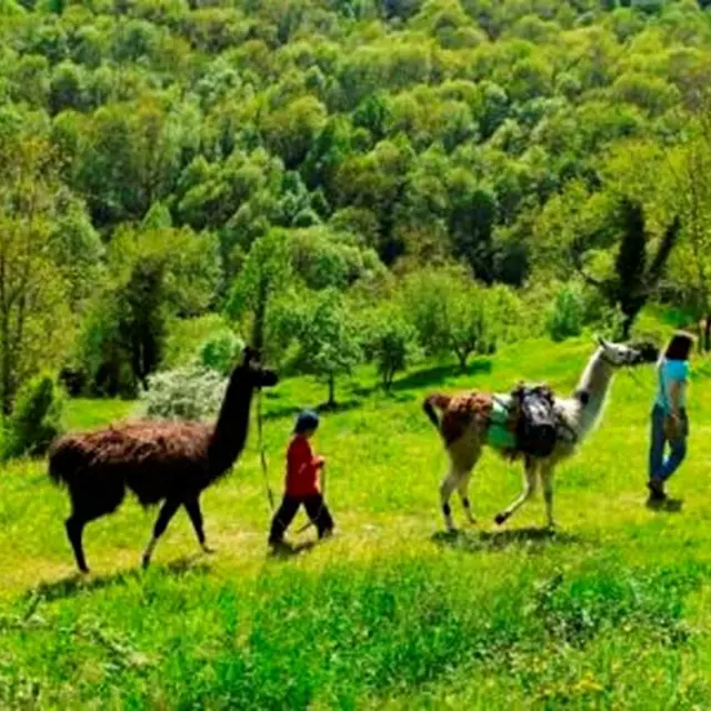 La ferme des Lamas