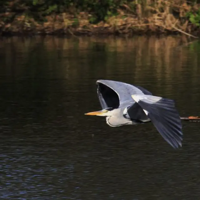 Visite guidée ornithologique à l’Écopôle du Forez_Chambéon