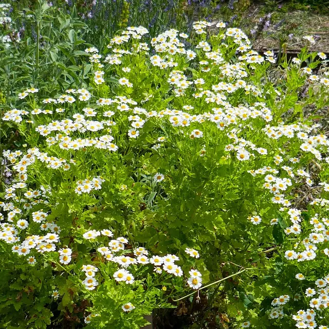 La rentrée avec les plantes