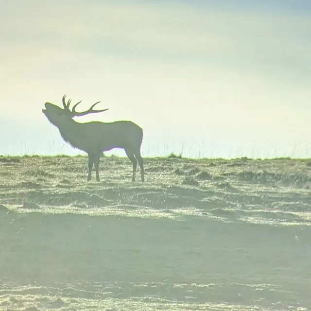 Brâme du cerf avec En terrain connu