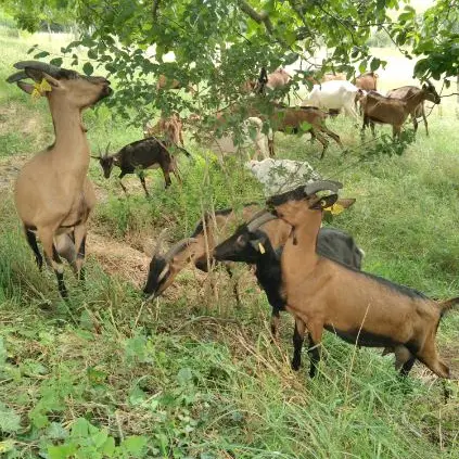Chèvres de la Cabra d'Oc