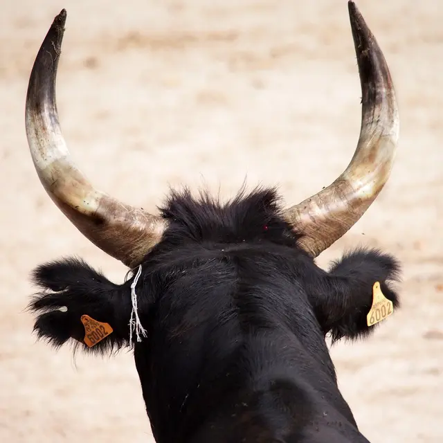 Club Taurin Fontvieillois