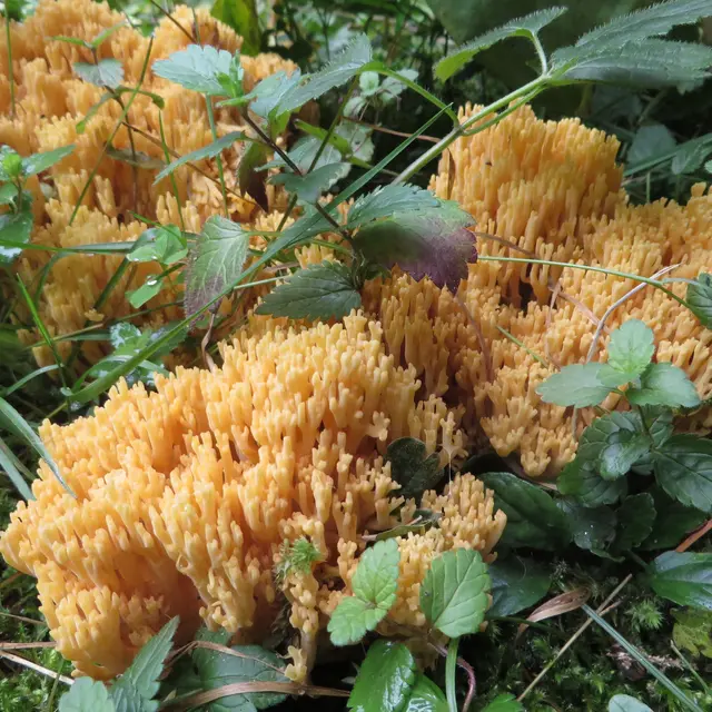 Animation nature: Champignons, un réseau sous nos pieds_Ferney-Voltaire