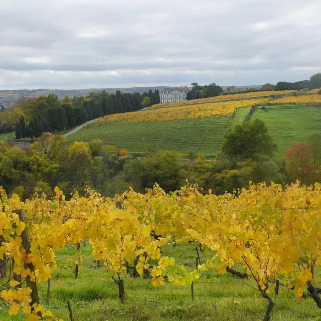 Clos de la Coulée de Serrant