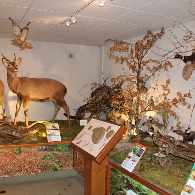 Musée de la faune